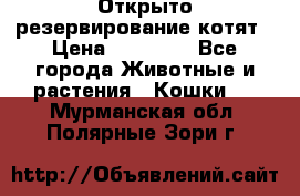 Открыто резервирование котят › Цена ­ 15 000 - Все города Животные и растения » Кошки   . Мурманская обл.,Полярные Зори г.
